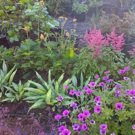Brambles Bed And Breakfast Tiverton  Esterno foto