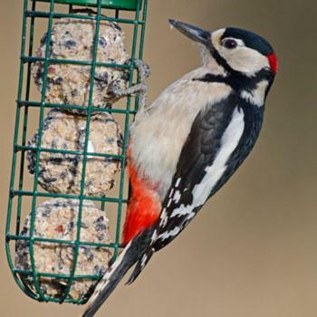 Brambles Bed And Breakfast Tiverton  Esterno foto